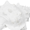 8445146110206_S8805469_P50