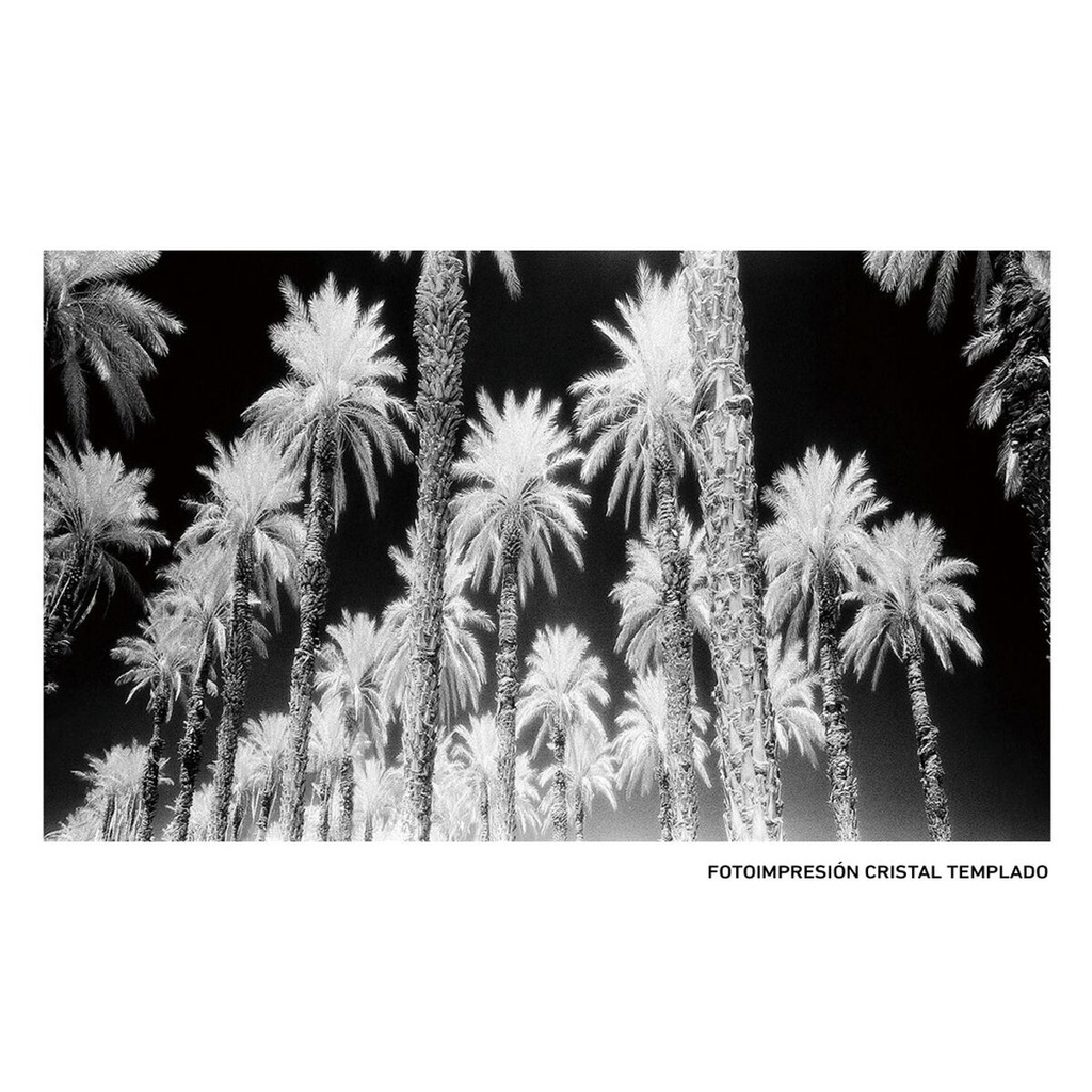 Lienzo Palmeras 120 x 4 x 70 cm Palmera