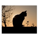 Lienzo Madera Lienzo 100 x 3 x 80 cm Gato