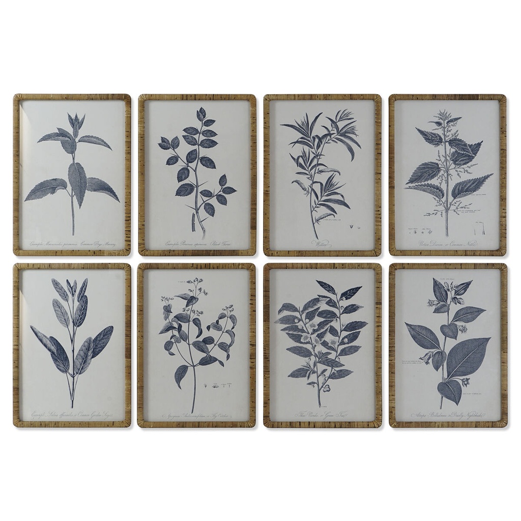 Cuadro DKD Home Decor Moderno Plantas botánicas 50 x 2,5 x 70 cm (8 Unidades)