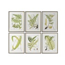 Cuadro Home ESPRIT Moderno Helecho 50 x 2,5 x 65 cm (6 Unidades)