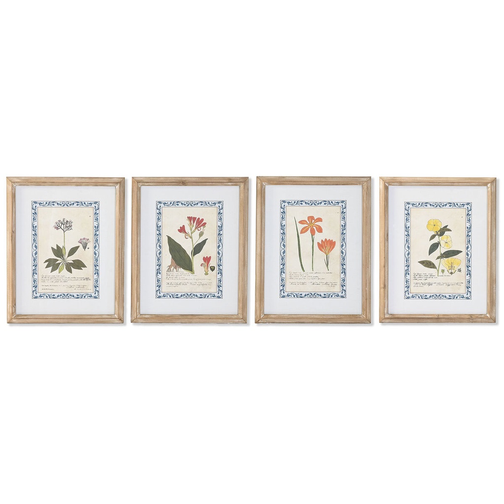 Cuadro Home ESPRIT Shabby Chic Plantas botánicas 40 x 2,5 x 50 cm (4 Unidades)