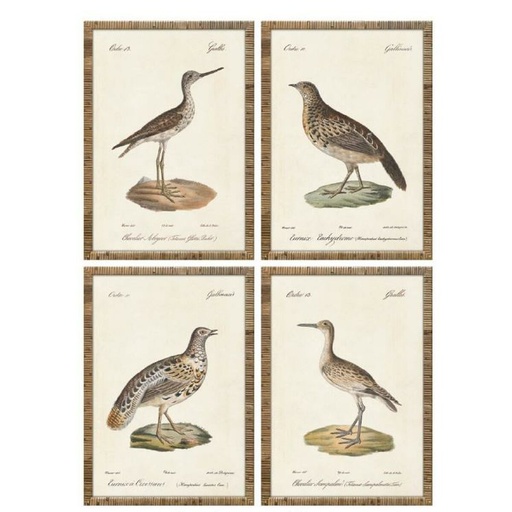 Cuadro Home ESPRIT Beige Pájaros Cottage 40 x 2,5 x 50 cm (4 Unidades)
