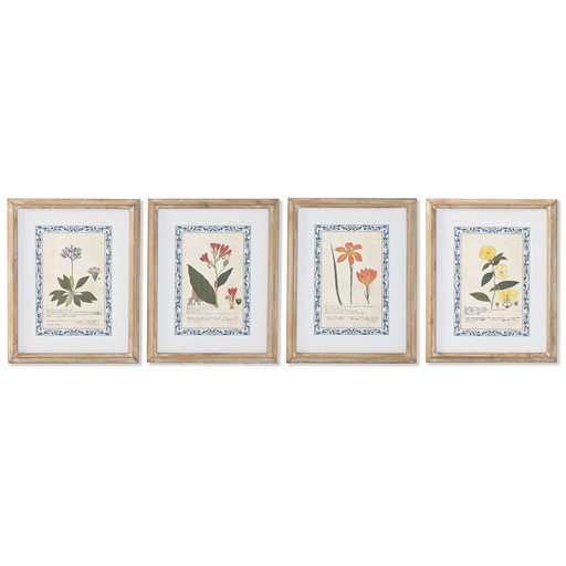 Cuadro Home ESPRIT Shabby Chic Plantas botánicas 40 x 2,5 x 50 cm (4 Unidades)